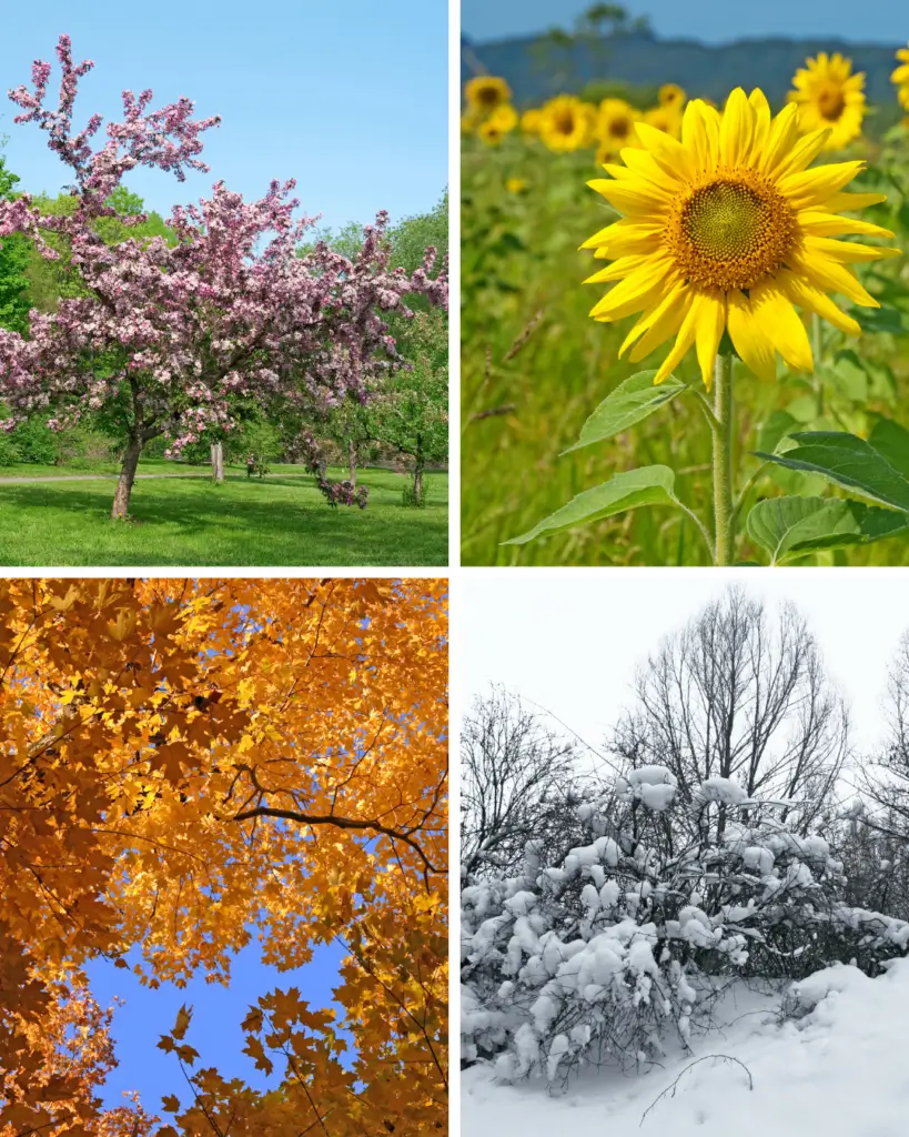 Image depicting the four seasons.